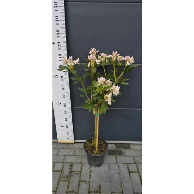 RÓŻANECZNIK na pniu 'rhododendron' Biały